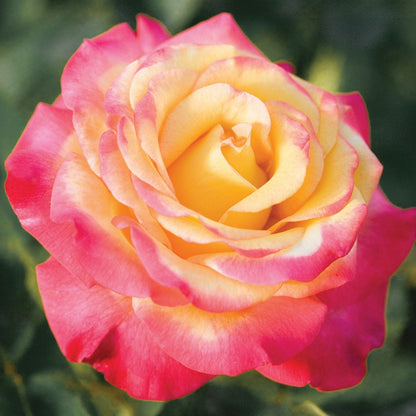 Rose - Dream Come True