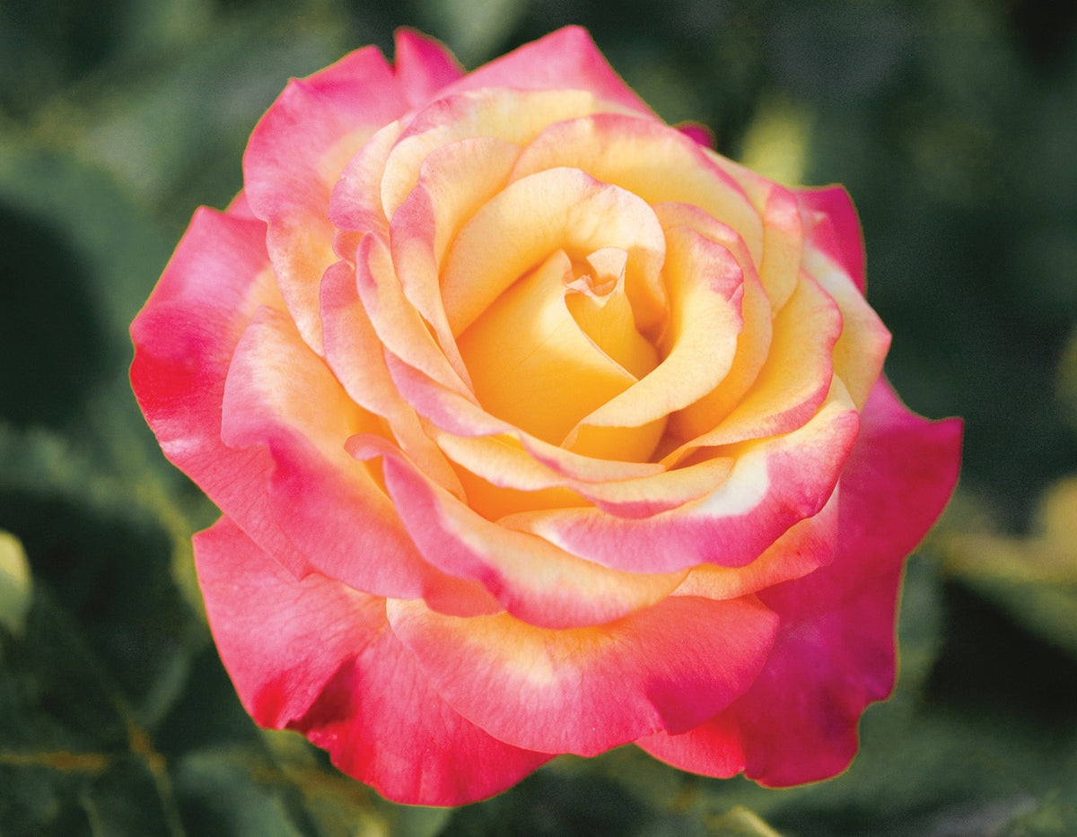 Rose - Dream Come True