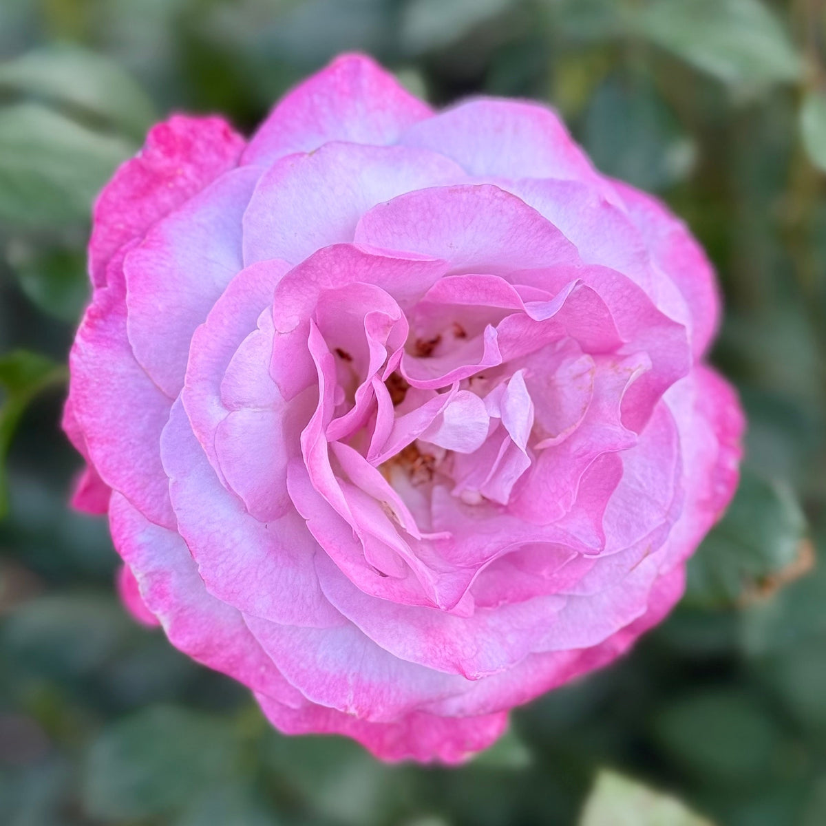 Rose - Nicole Carol Miller