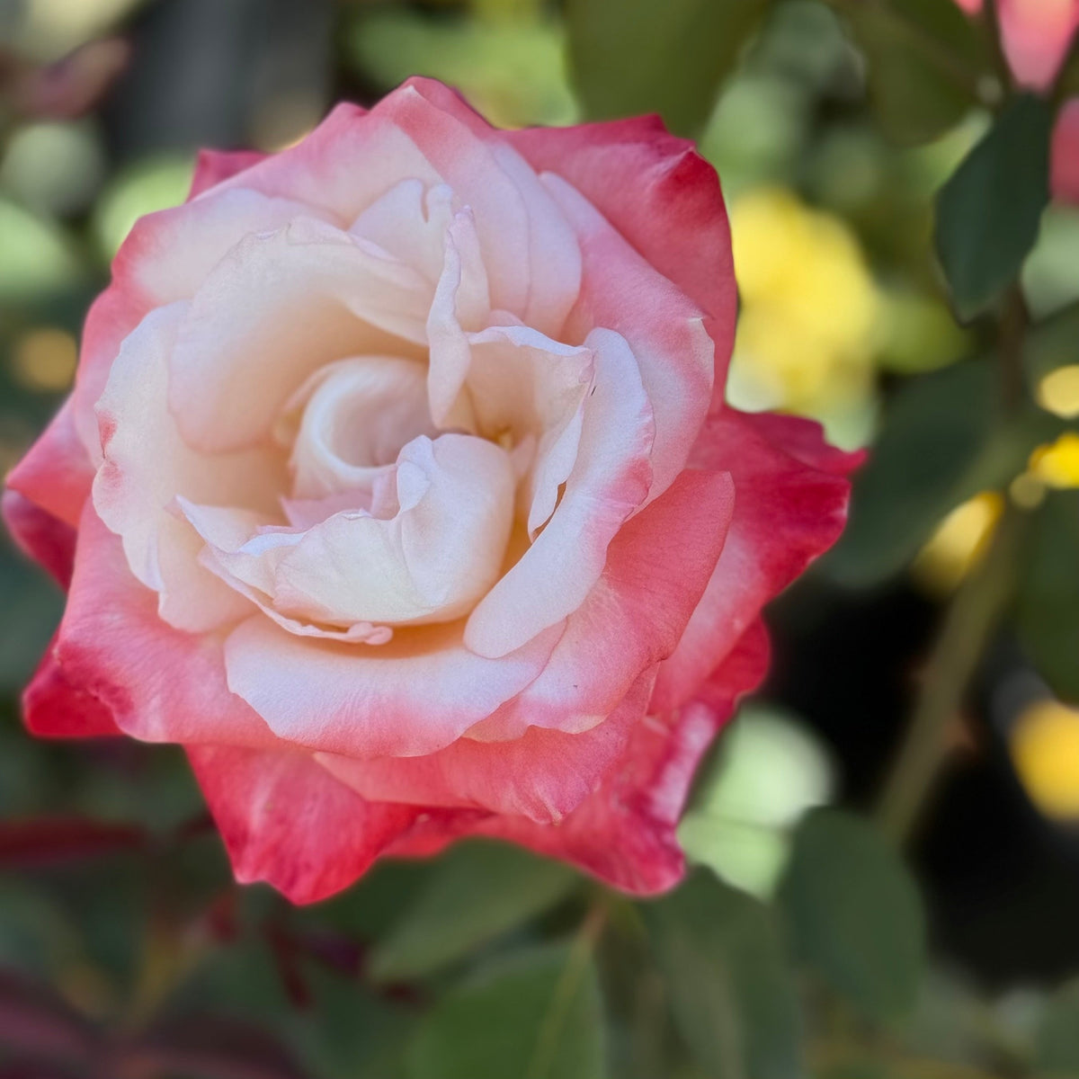 Rose - Dream Come True