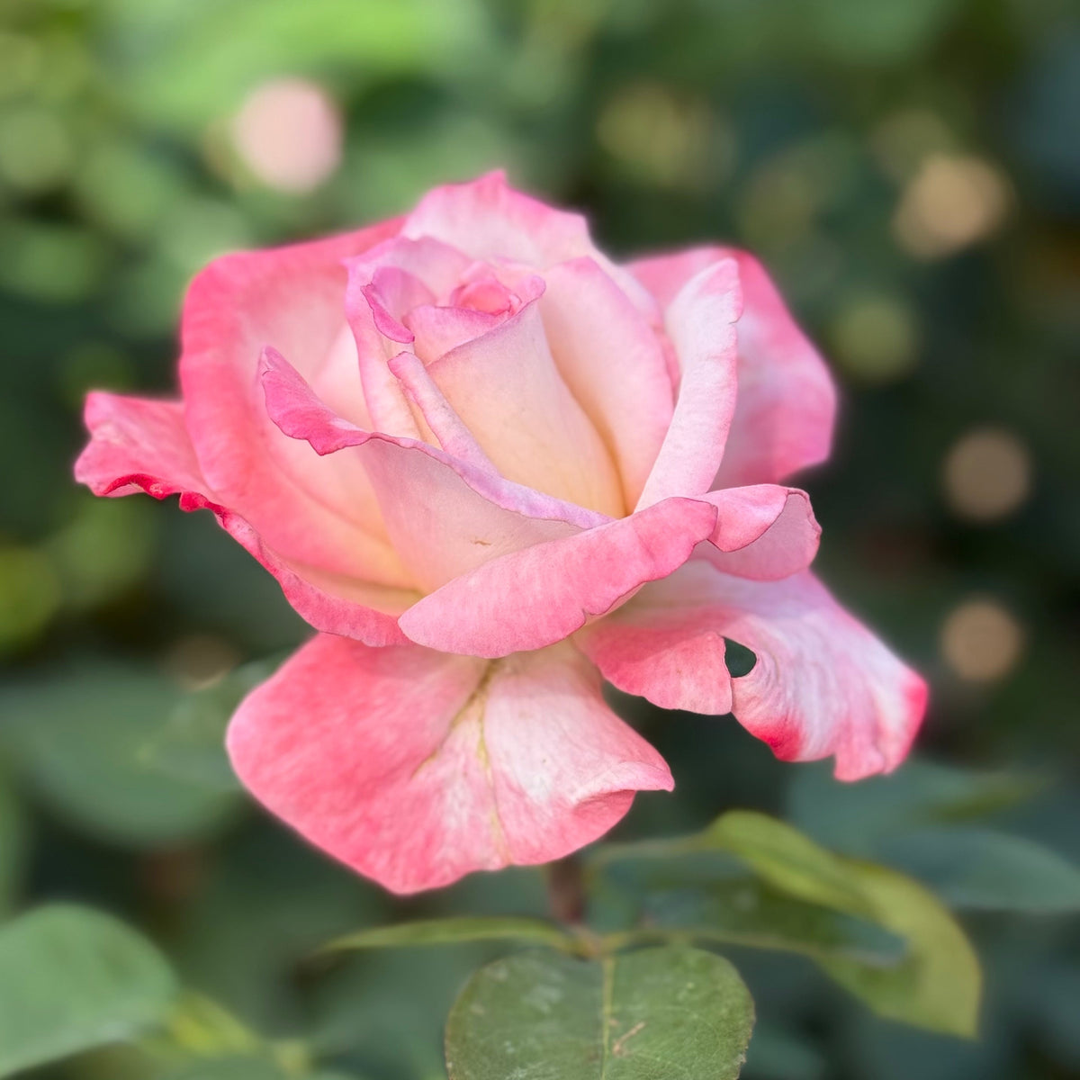 Rose - Secret