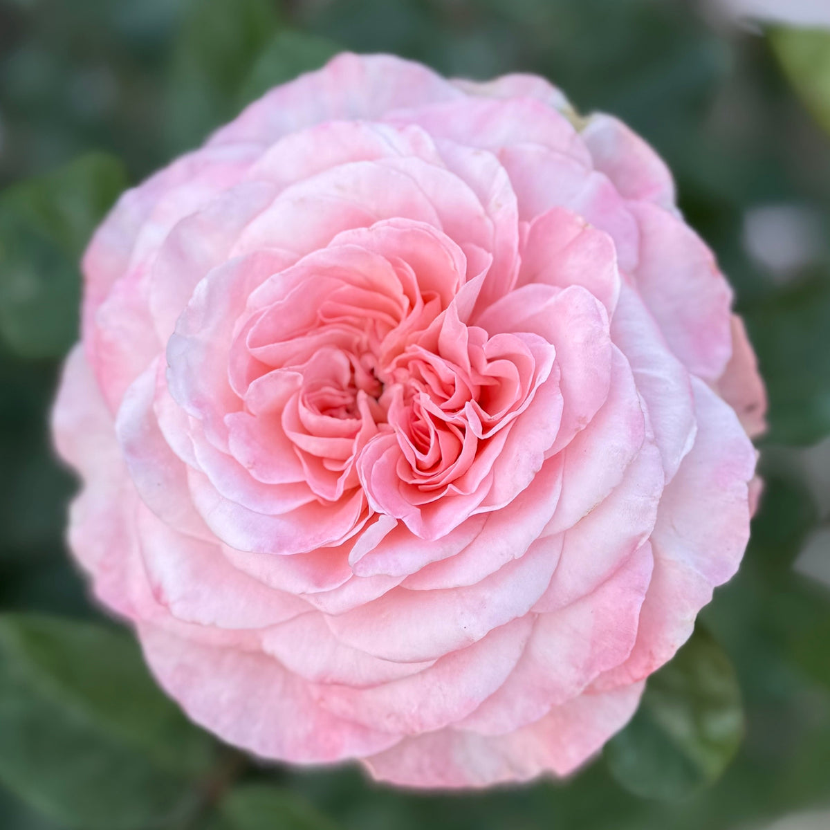 Rose - Sunbelt Savannah