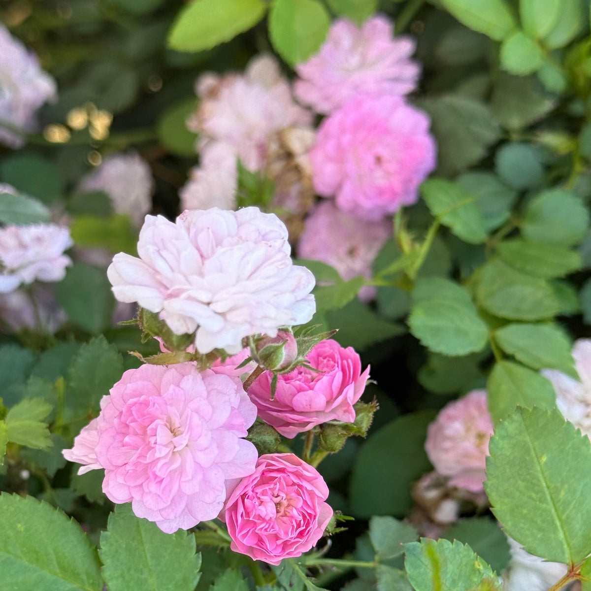 Rose - Pretty Polly Lavender