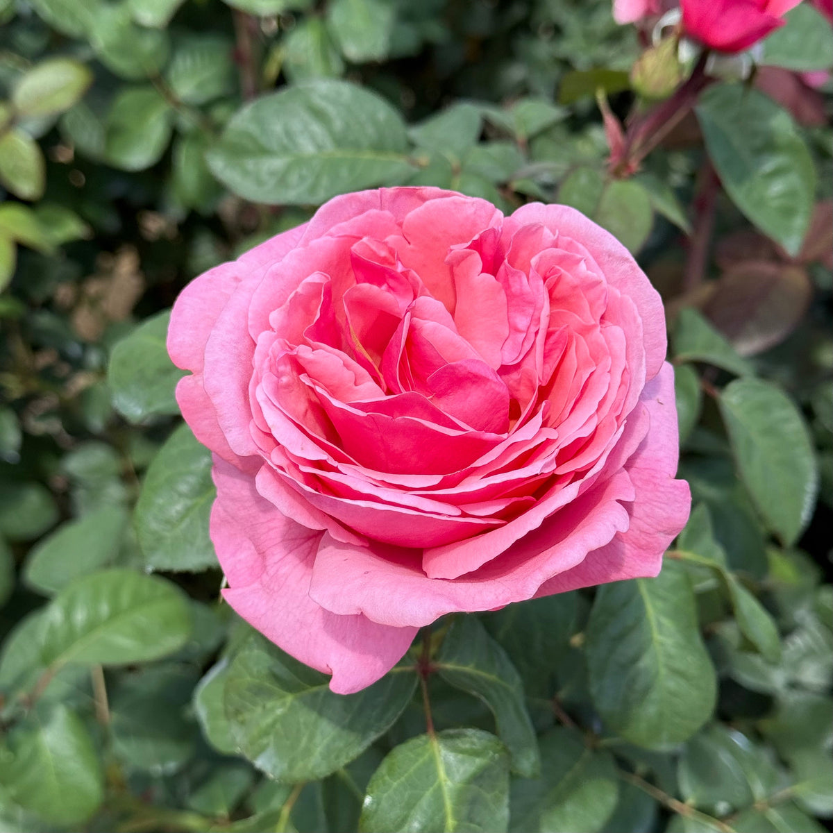 Rose - Dee-Lish