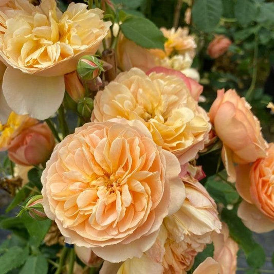 Rose - Proven Winners Flavorette Honey-Apricot