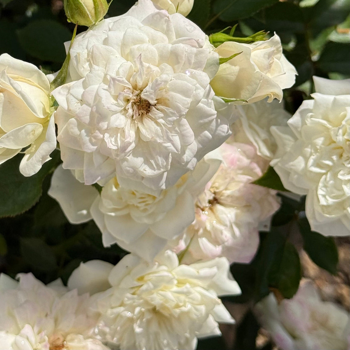 Rose - Bridal Sunblaze