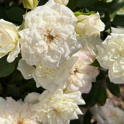 Rose - Bridal Sunblaze