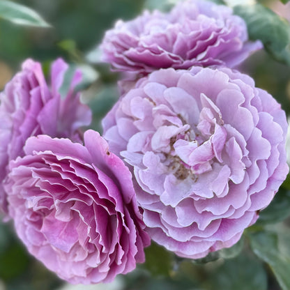 Rose - Wild Blue Yonder