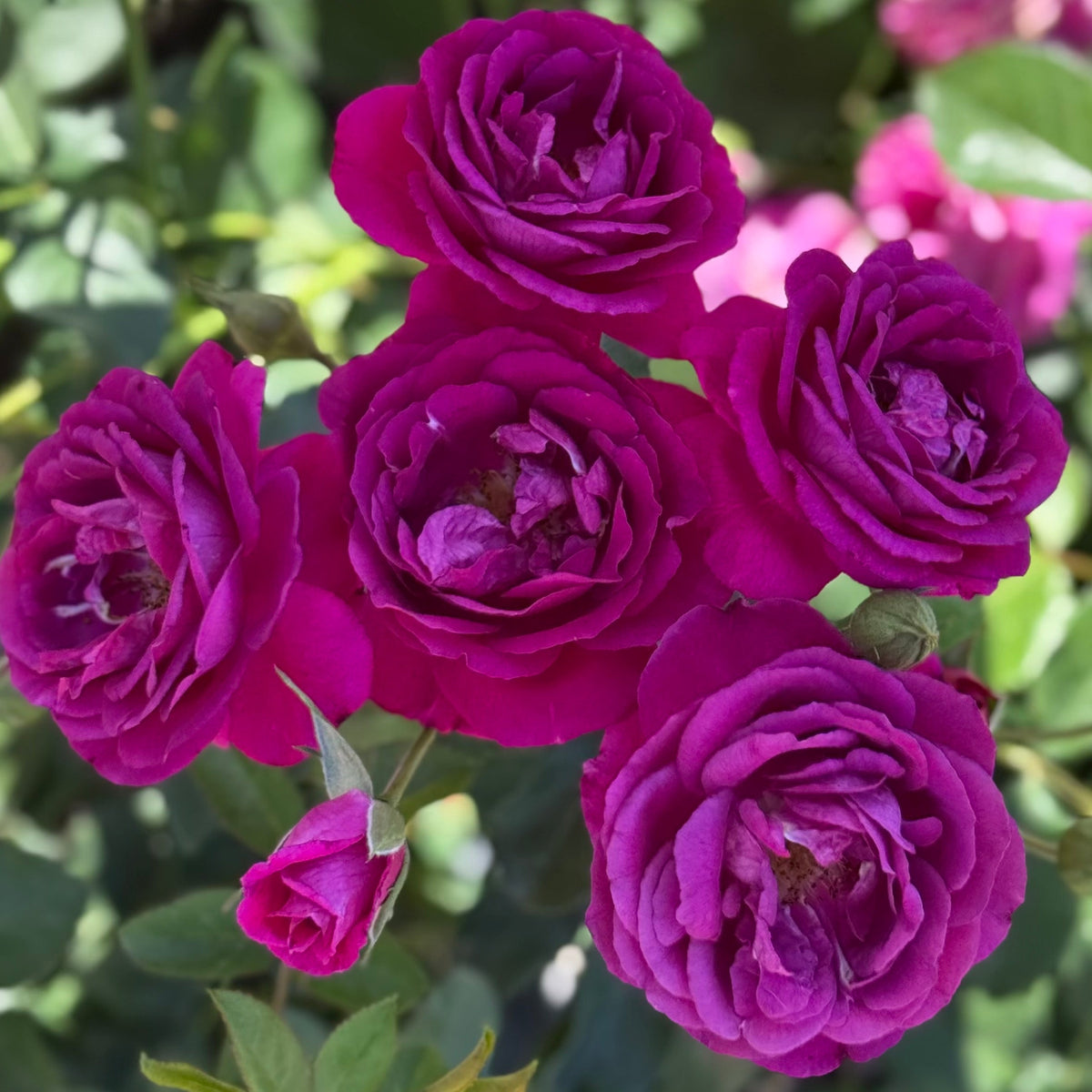 Rose - Purple Aura