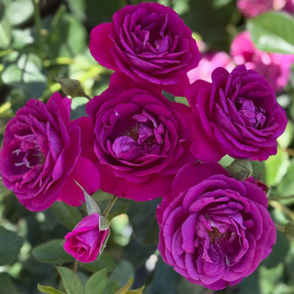 Rose - Purple Aura