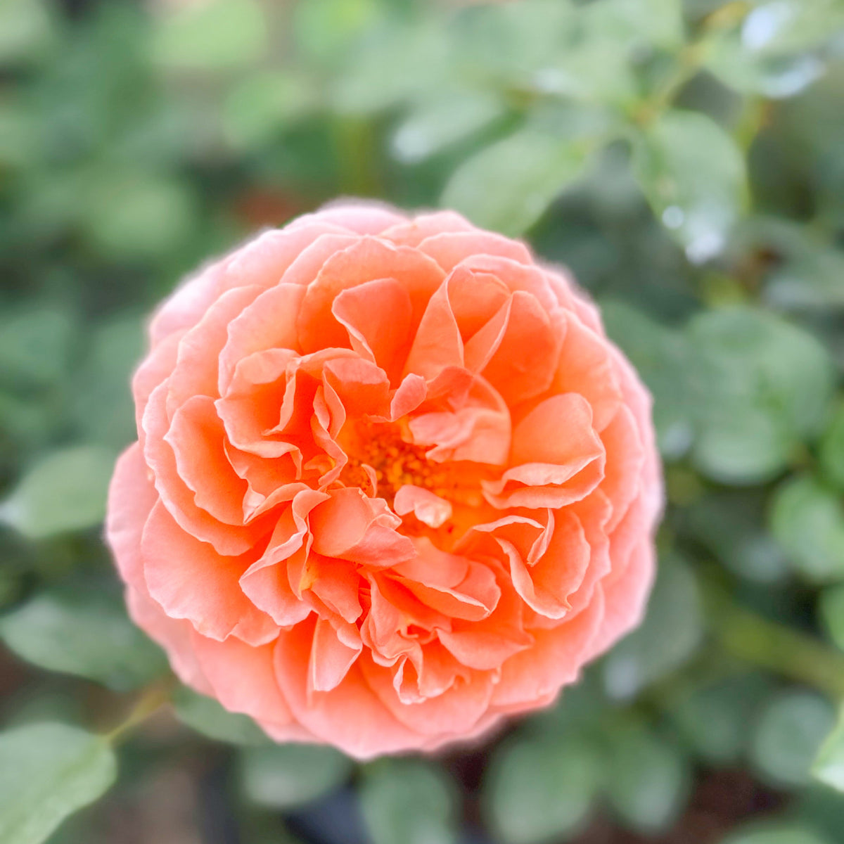 Rose - Adobe Sunrise