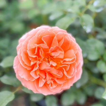 Rose - Adobe Sunrise