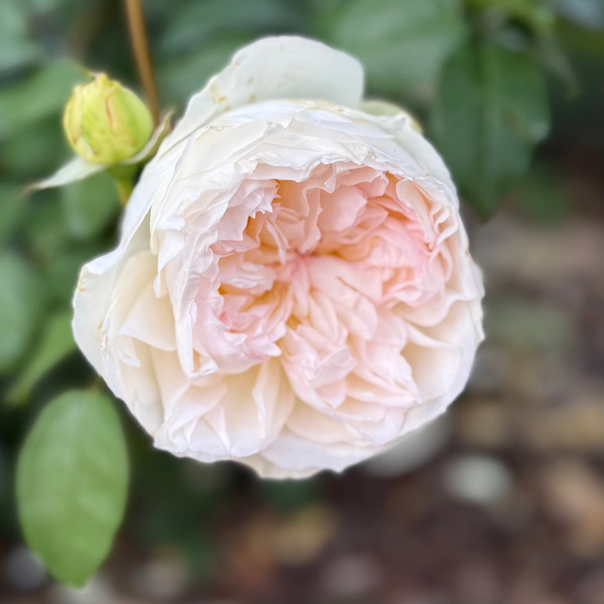 Rose - Bolero