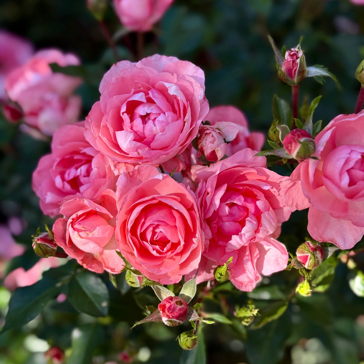 Rose - Passionate Kisses