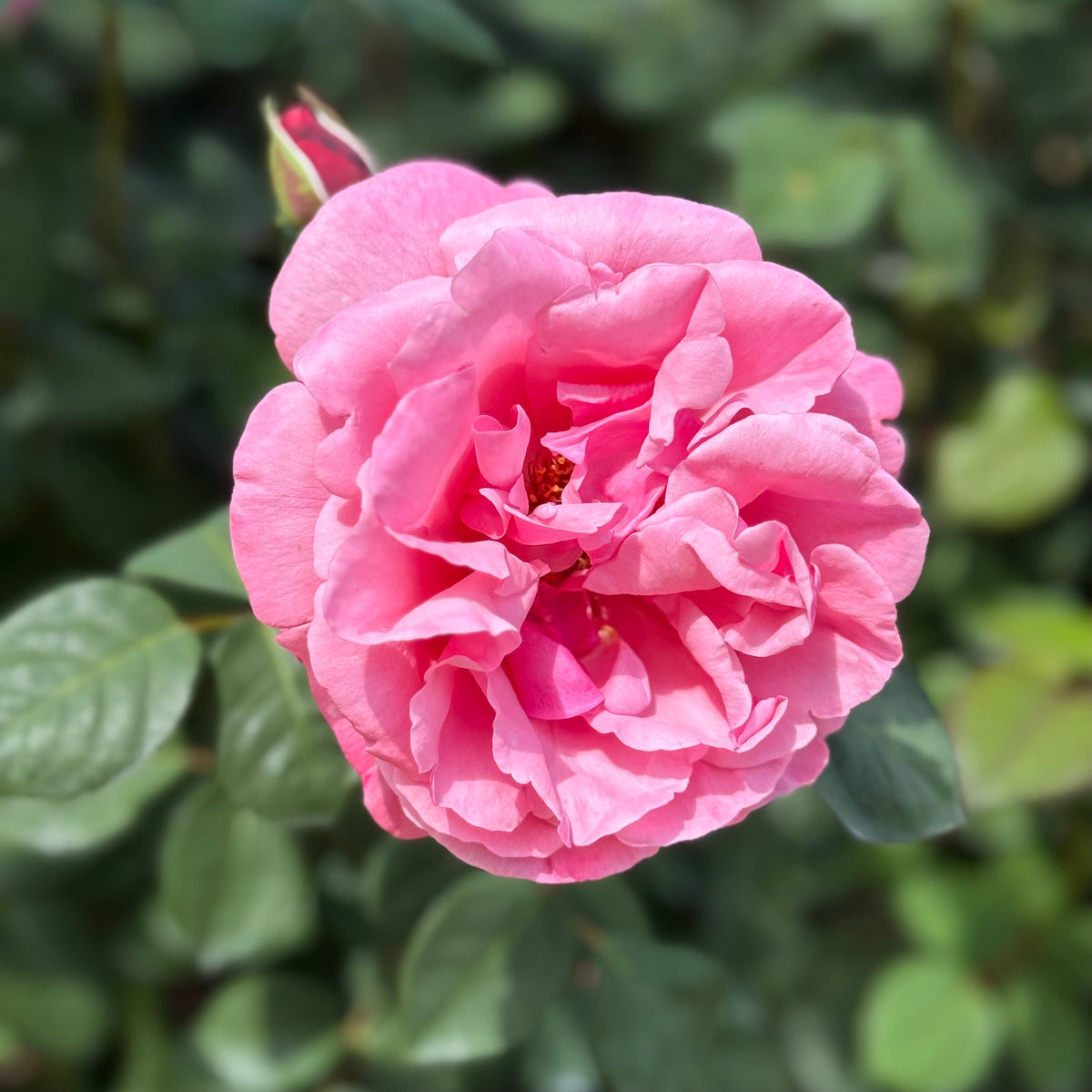 Rose - Dee-Lish