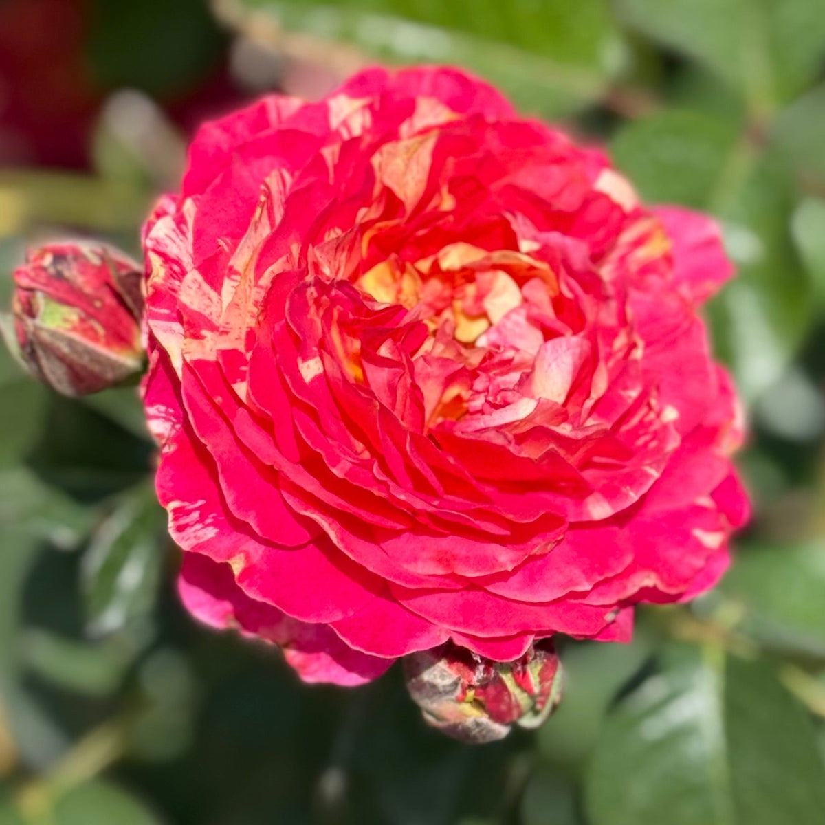 Rose - Winning Streak