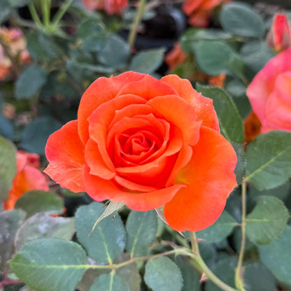 Rose - Gingersnap