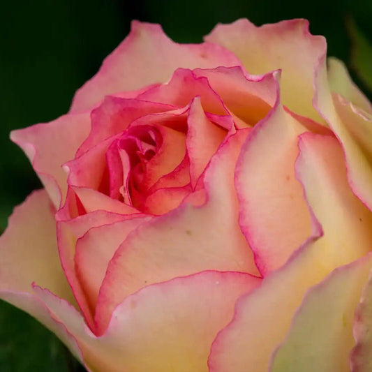 Rose - Euphoria