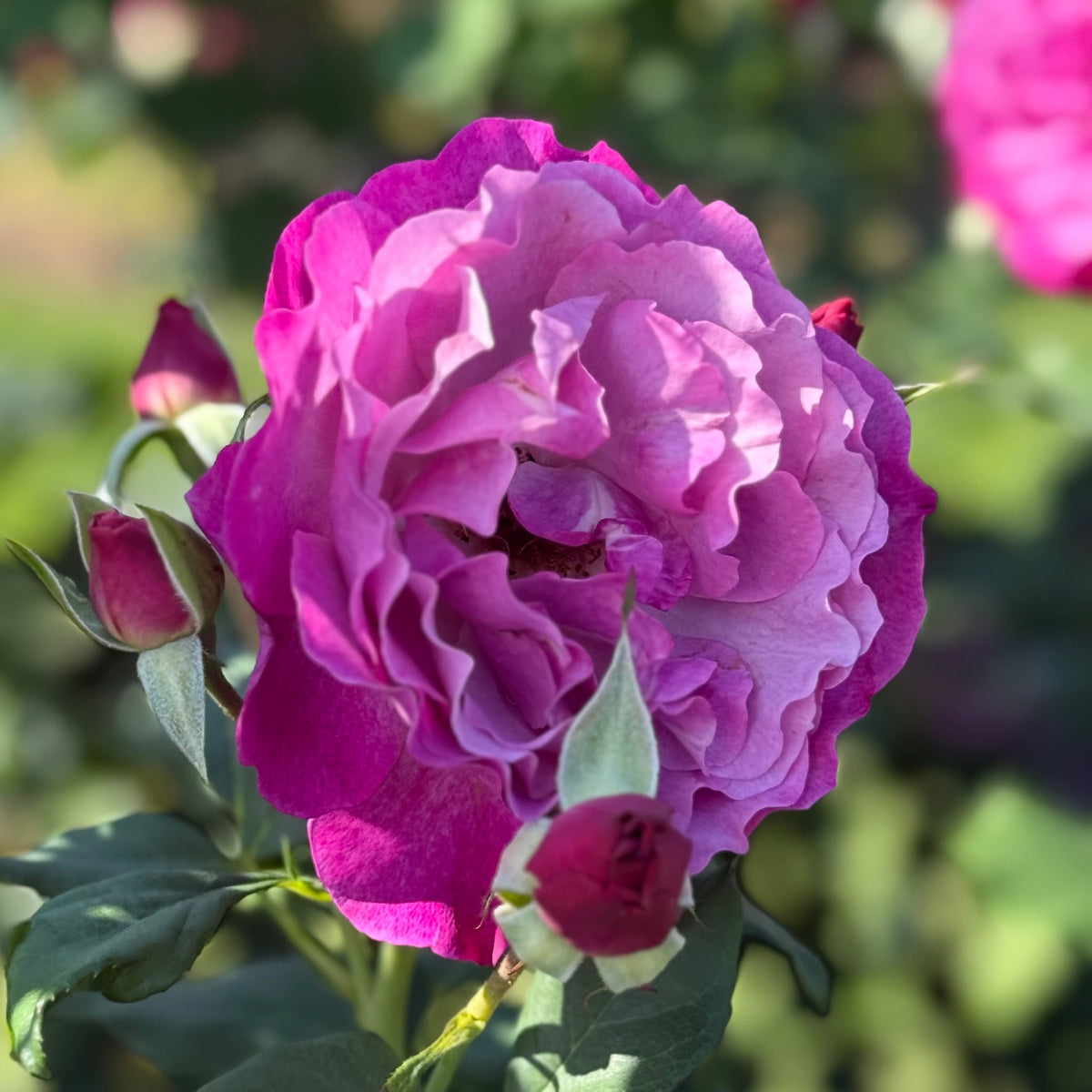 Rose - Wild Blue Yonder