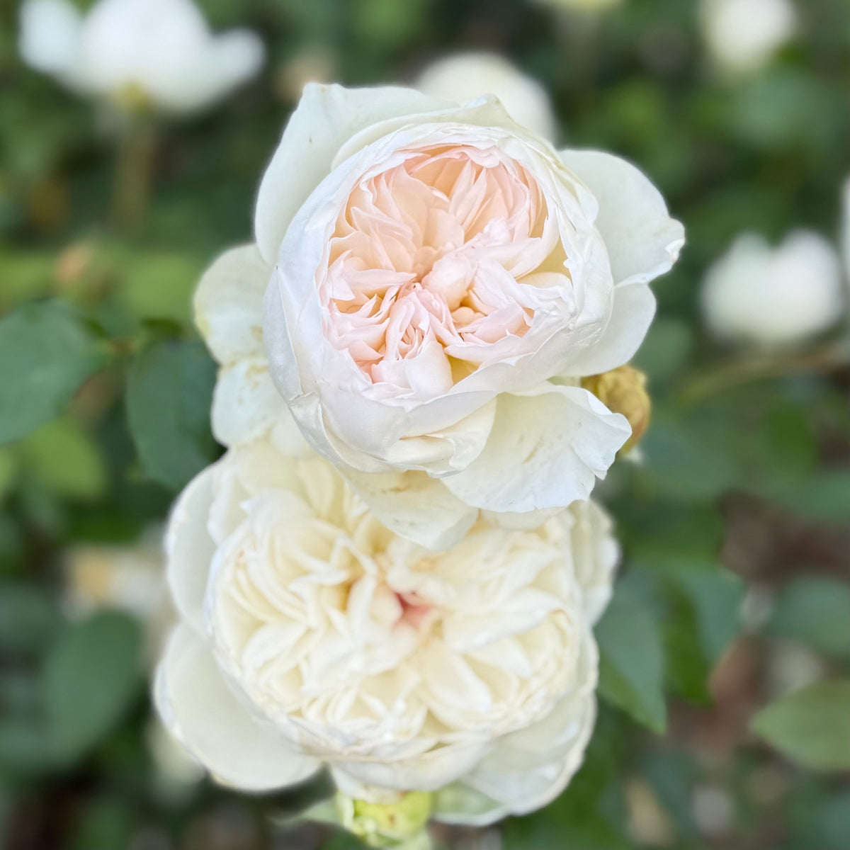 Rose - Bolero