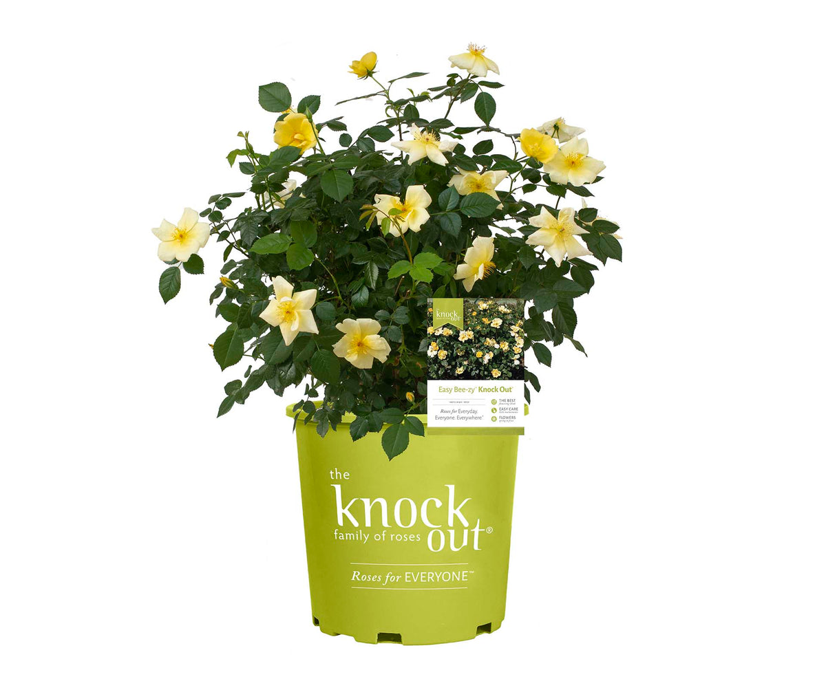Rose - Easy Bee-zy Knock Out