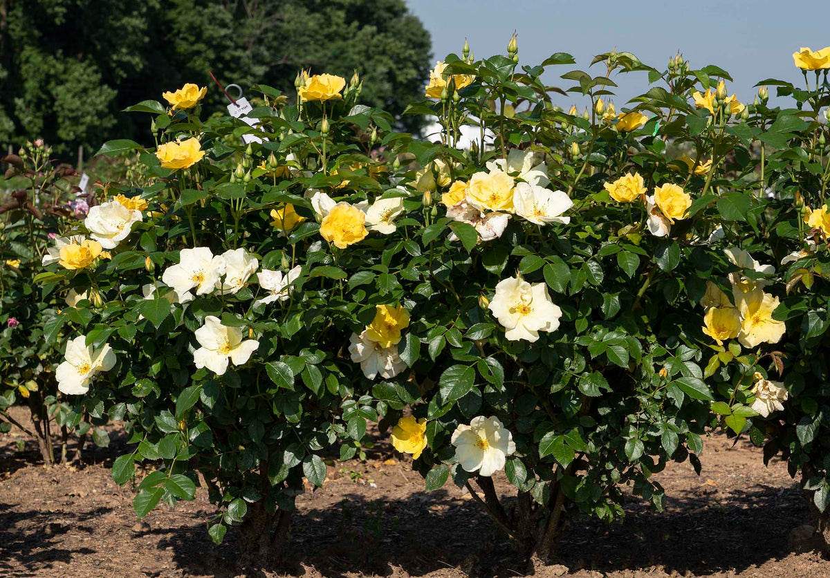 Rose - Easy Bee-zy Knock Out