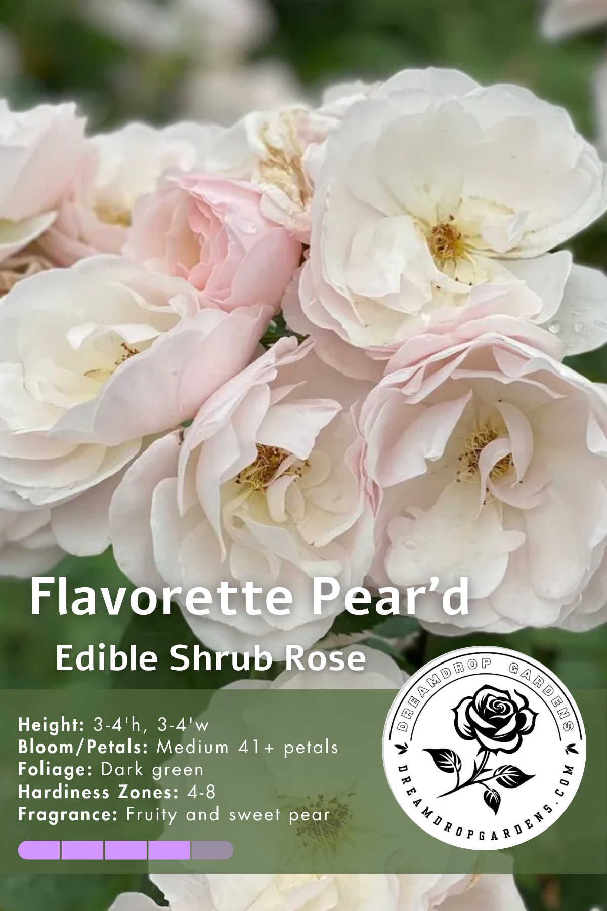 Rose - Flavorette - Pear'd