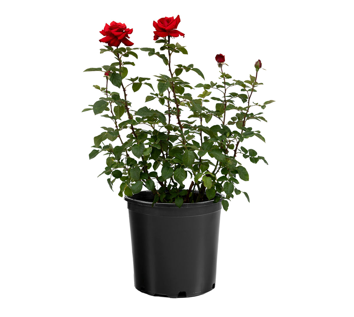 Rose - Eleganza Grande Amore