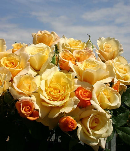Rose - Eleganza Sunny Sky
