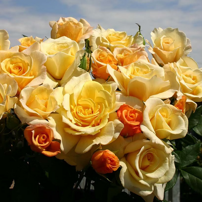 Rose - Eleganza Sunny Sky