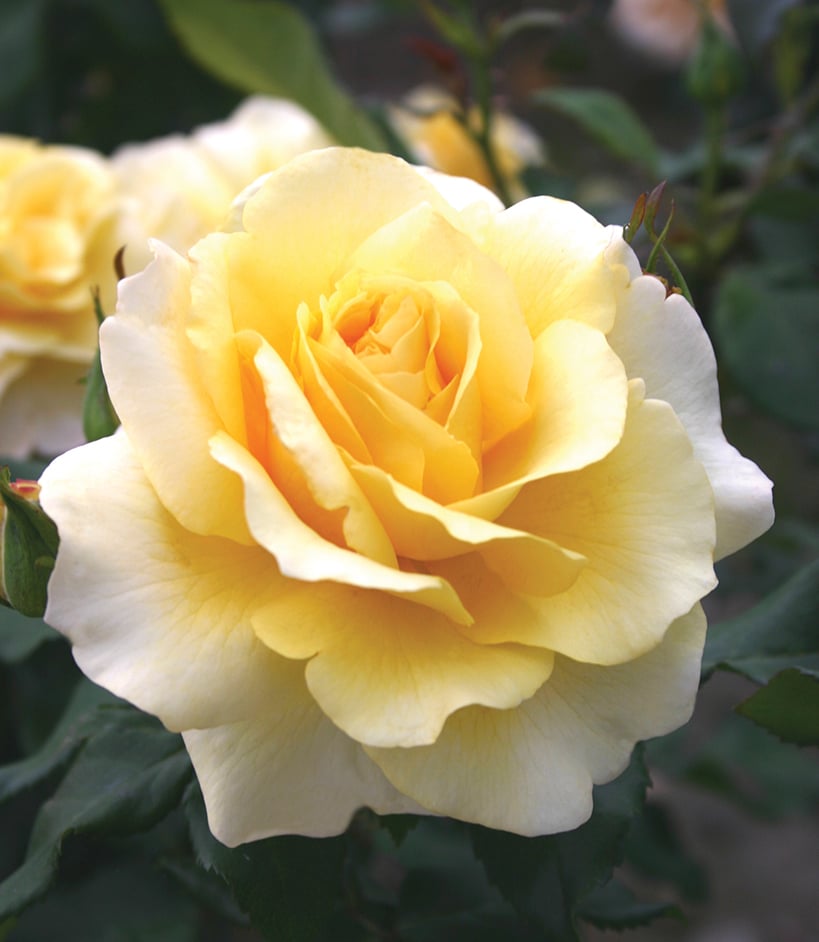 Rose - Eleganza Sunny Sky