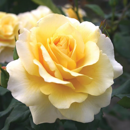 Rose - Eleganza Sunny Sky