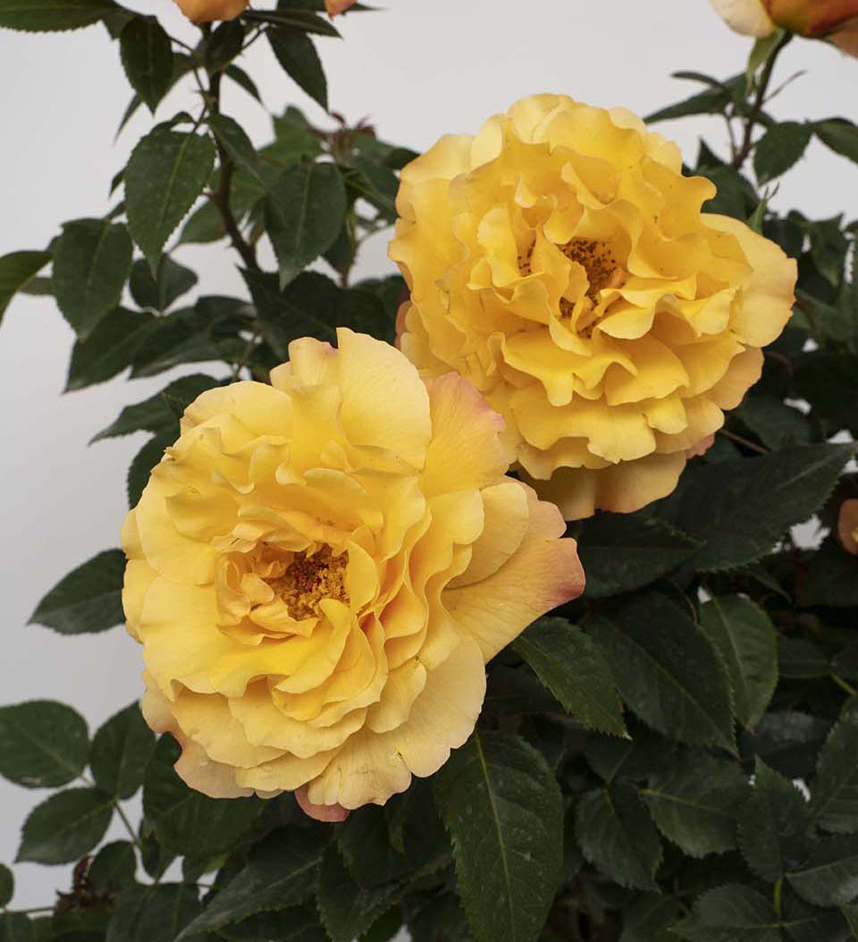 Rose - Eleganza Sunny Sky