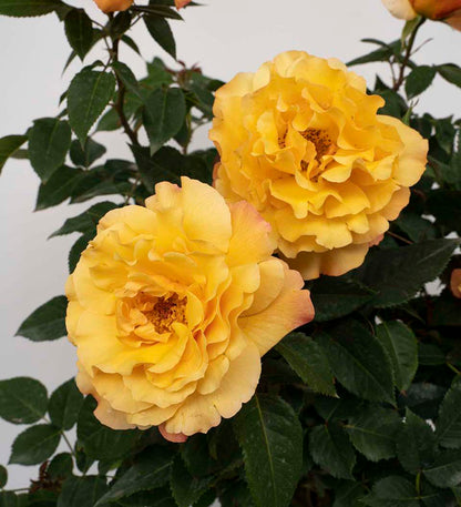 Rose - Eleganza Sunny Sky