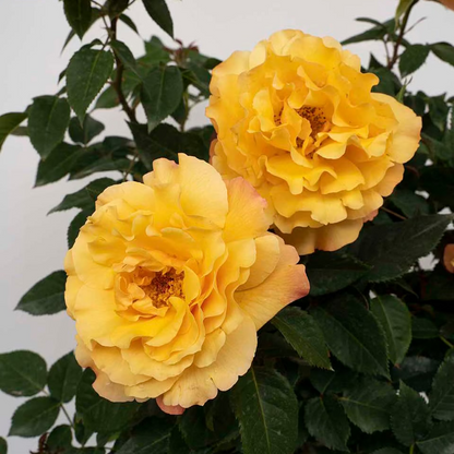 Rose - Eleganza Sunny Sky