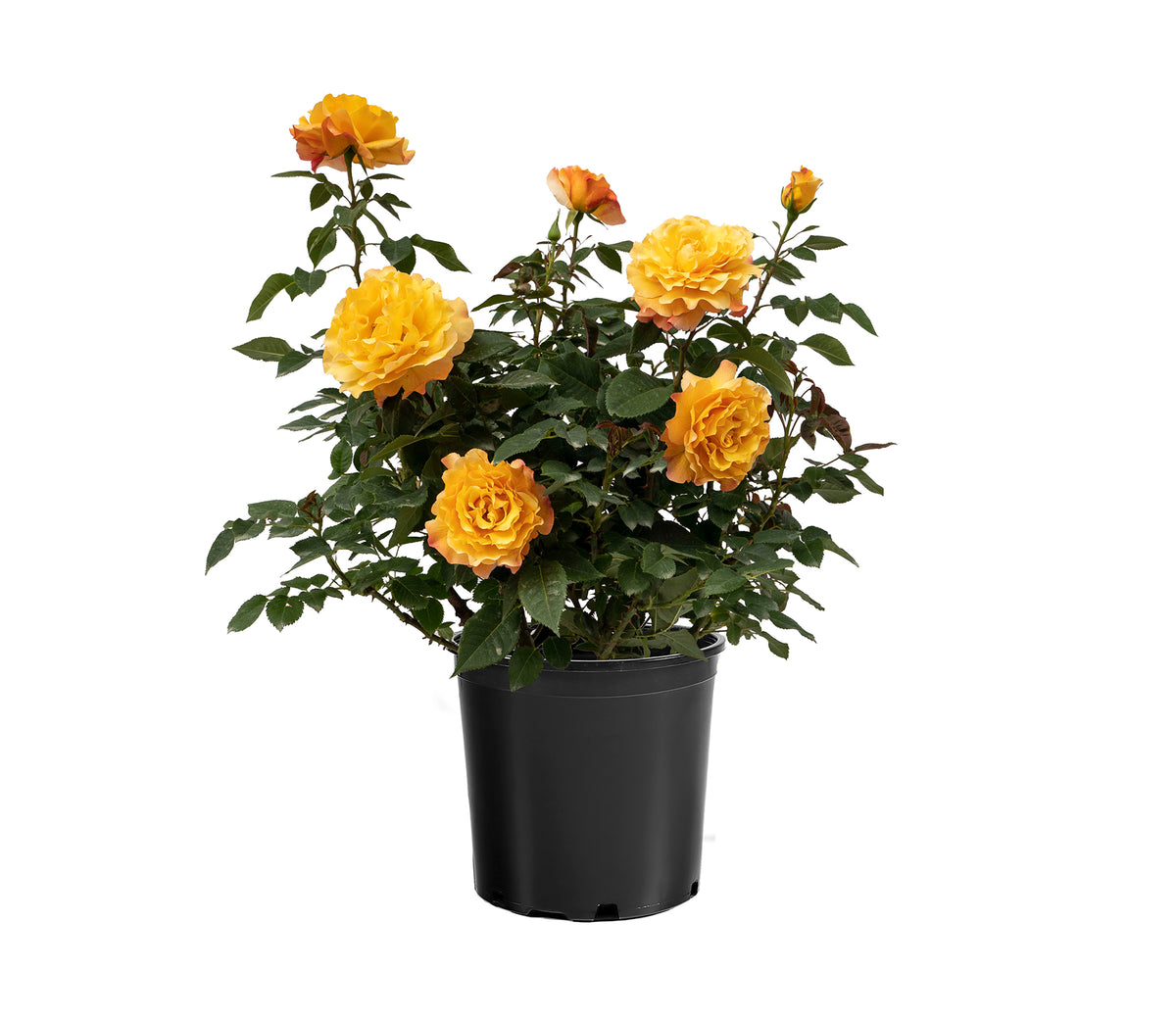 Rose - Eleganza Sunny Sky
