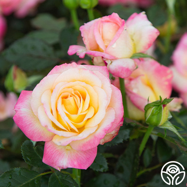 Rose - Enchanted Peace