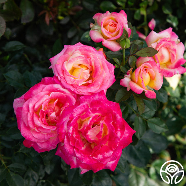 Rose - Enchanted Peace