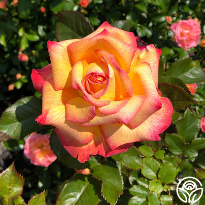 Rose - Enchanted Peace