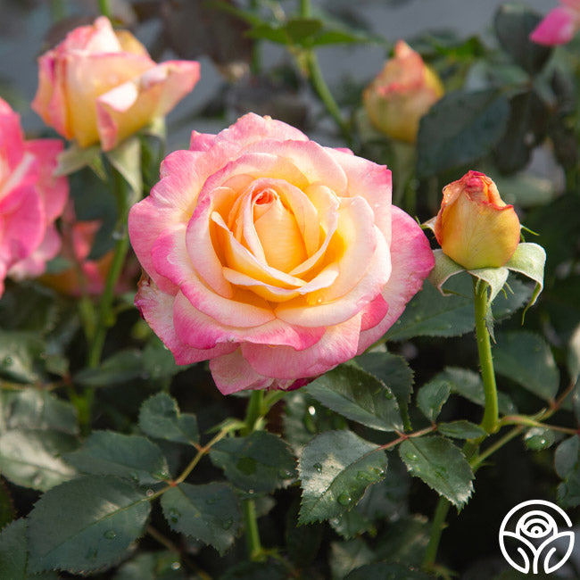 Rose - Enchanted Peace