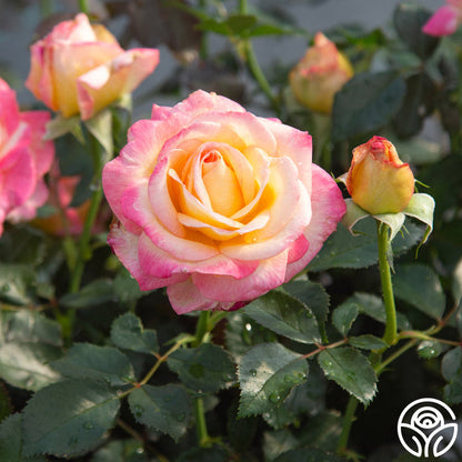 Rose - Enchanted Peace