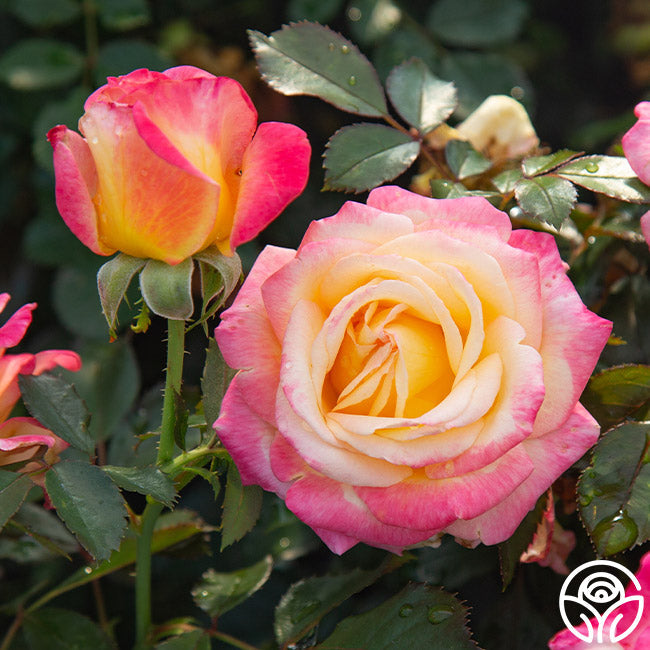 Rose - Enchanted Peace