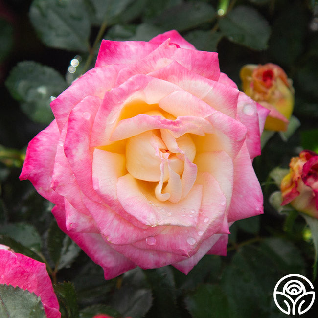Rose - Enchanted Peace