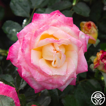 Rose - Enchanted Peace