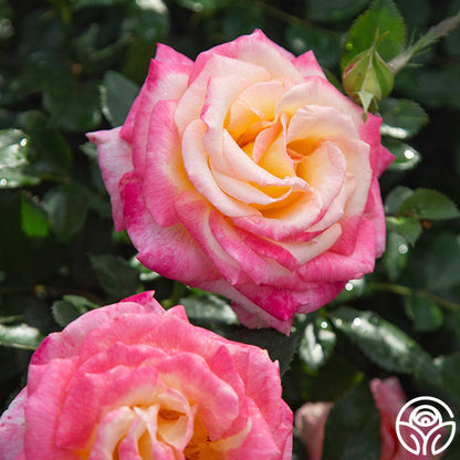 Rose - Enchanted Peace