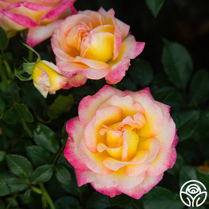 Rose - Enchanted Peace