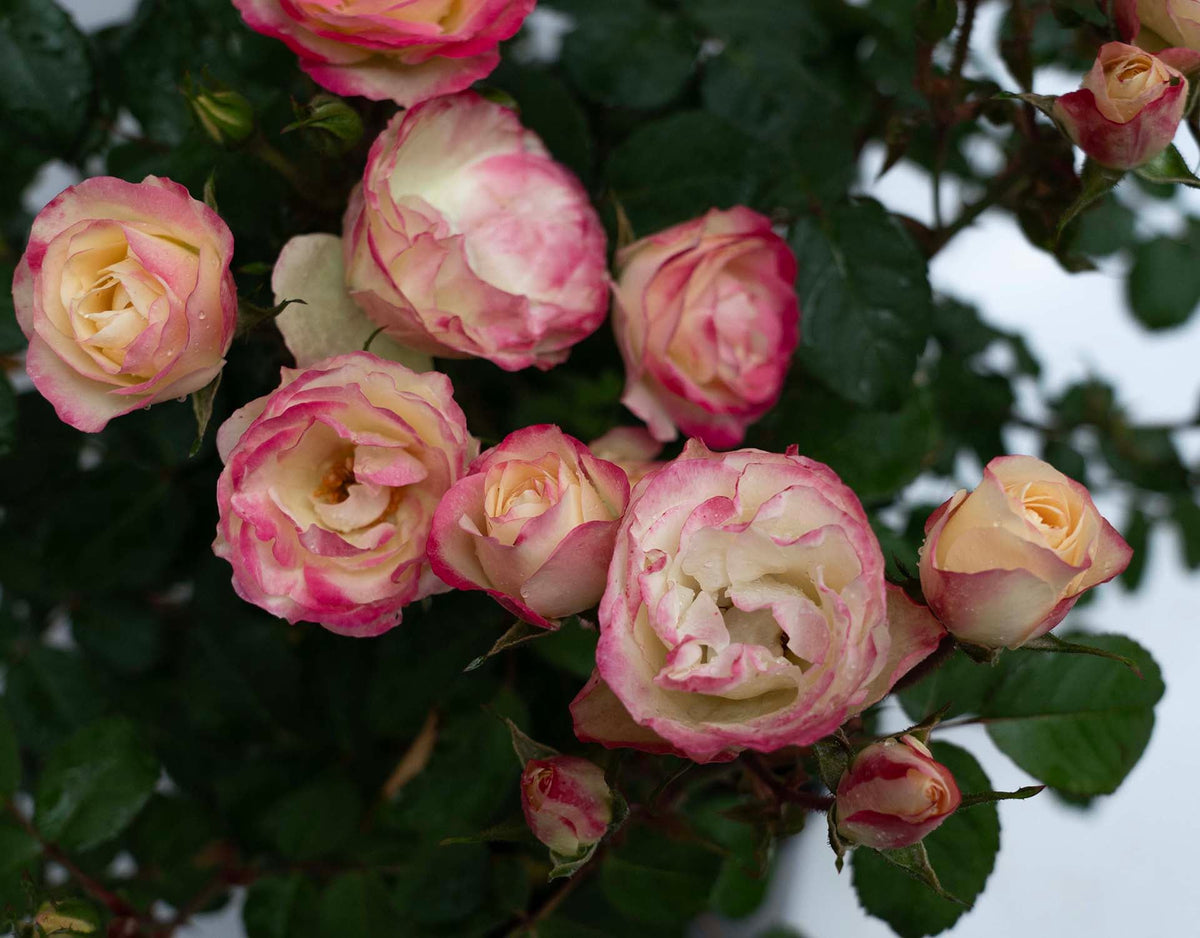 Rose - Enchanted Meadow