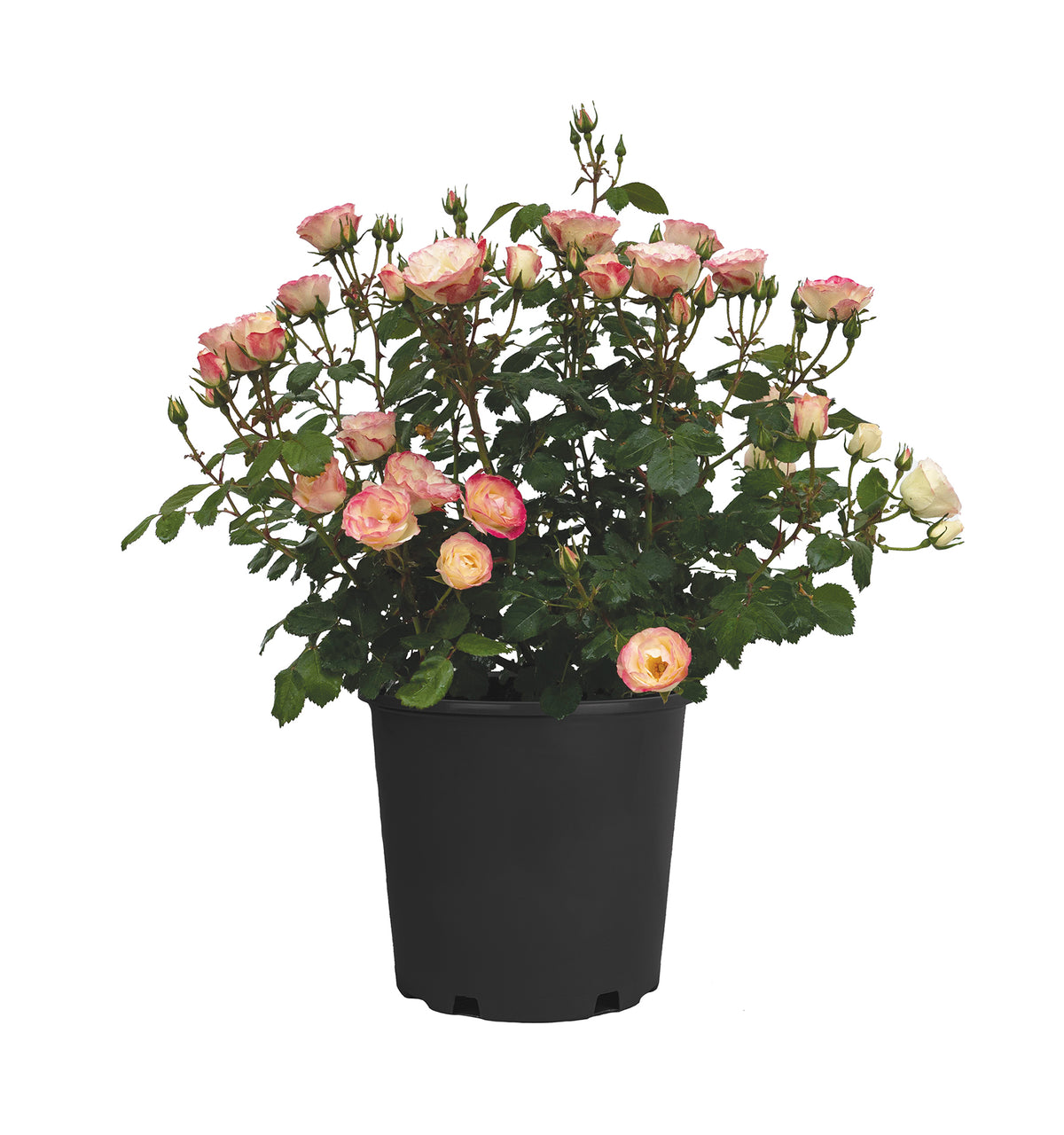 Rose - Enchanted Meadow