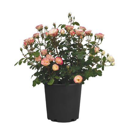 Rose - Enchanted Meadow