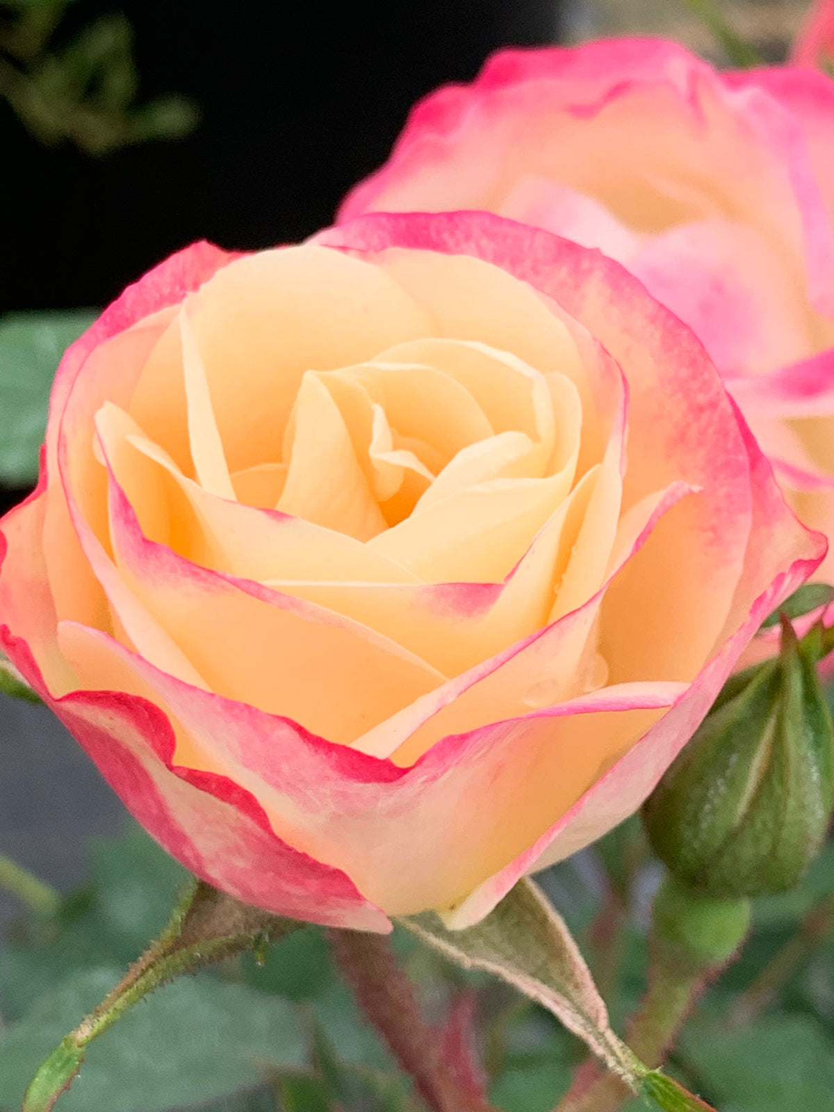 Rose - Enchanted Meadow